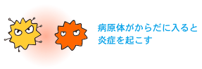 病原体がからだに入ると炎症を起こす